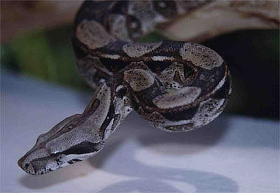 Common boa - Boa constrictor