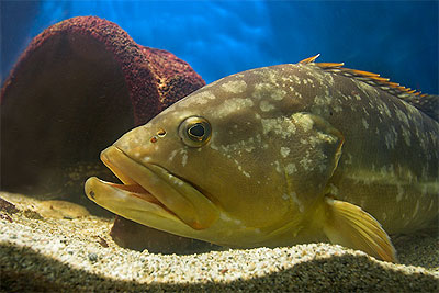 Dusky grouper - Epinephelus marginatus