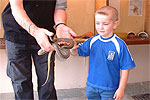 Emilio Nipius meets a whip snake