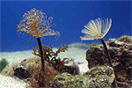 Feather-duster Worms