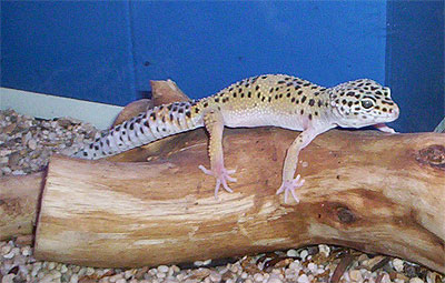 Leopard gecko - Eublepharis macularis