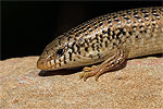 Ocellated Skink