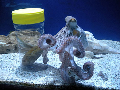 Olivia the octopus