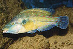 Peacock Wrasse