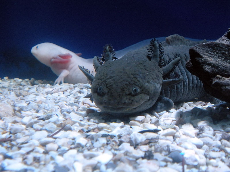 The axolotl - Ambystoma mexicanum