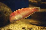 Pearly Razorfish