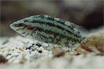 Five-spotted Wrasse