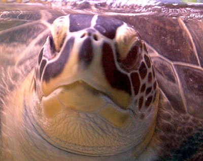 Stephania the blind green turtle