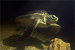 Stephania - the green turtle
