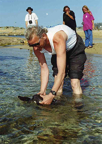 Zoe, a young green turtle, being released